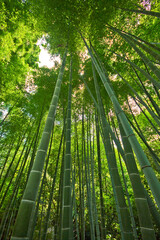Harashiama bamboo forest in kyoto in japan
