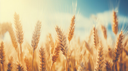 Fototapeta premium Vibrant Golden Wheat Under Sunlight