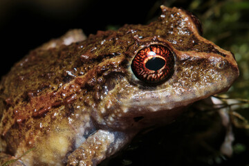 frog from the cloud forest in Costa Rica