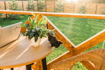 Prompt black kitten jumping on a terrace on a hot summer day, copy space. Pet concept