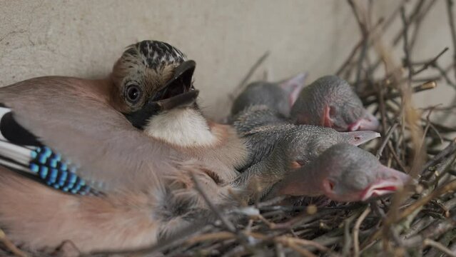Blue jay mother with chiks in a nest