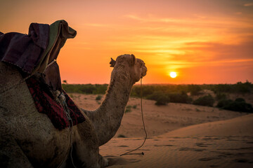 Camel sitting and looking at the beautiful sunset in the Lompoul desert