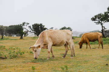 Travelling and exploring Madeira island landscapes and famous places. Summer tourism by Atlantic ocean and mountains. Outdoor views on beautiful travel destinations. Fanal forest view.
