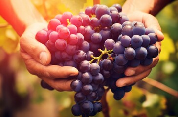 A handful of ripe grapes in the hands of a man, close-up.