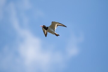 A portrait of a haematopus ostralegus or oystercatcher flying through a cloudy blue sky with its wings open. The wader bird has white and black feathers and is soaring through the air.