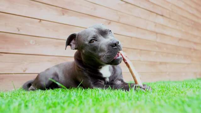 A gorgeous staff puppy chewing on a bone. Very active and playful.