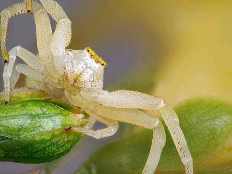 Ver&auml;nderliche Krabbenspinne (Misumena vatia)