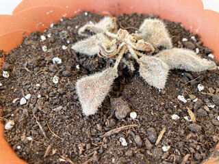 Dried brown violet in dry gray soil with impurities in a textured brown flower pot, close-up, side...