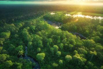 Anavilhanas archipelago, flooded amazonia forest in Negro River, Amazonas, Brazil. Aerial drone view
