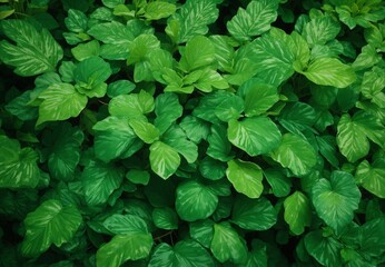 Close up of living vibrant green Pogostemon cablin patchouli plant eaves wet from rain or dew, medicinal plant used in aromatherapy.

