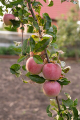 Rural organic growing of fruits in the family garden