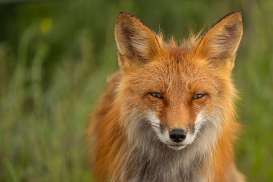 Close-up portrait of a Red fox (Vulpes vulpes); Whitehorse, Yukon, Canada