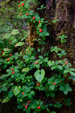 Bunchberries (Cornus canadensis) in the rainforest of Alaska; Petersburg, Inside Passage, Alaska, United States of America