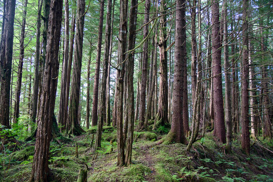 Evergreen trees in a temperate rainforest near Petersburg, Alaska, USA; Petersburg, Alaska, United States of America
