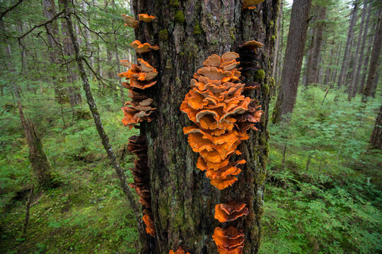 Chicken of the woods mushrooms (Laetiporus sulphureus) grow on a tree trunk in the rainforest on Chicagof Island; Chichagof Island, Alaska, United States of America - Powered by Adobe