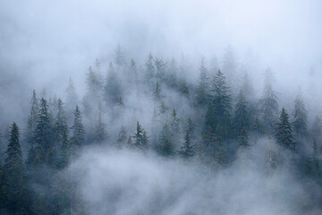Fog enshrouded hillside of Sitka Spruce trees along the Inside Passage, Alaska, USA; Inside Passage, Alaska, United States of America