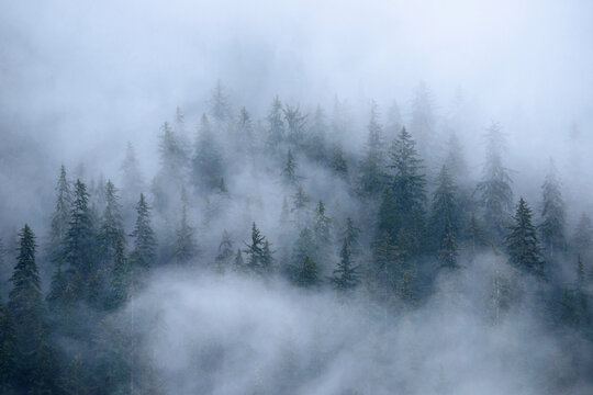 Fototapeta Fog enshrouded hillside of Sitka Spruce trees along the Inside Passage, Alaska, USA  Inside Passage, Alaska, United States of America