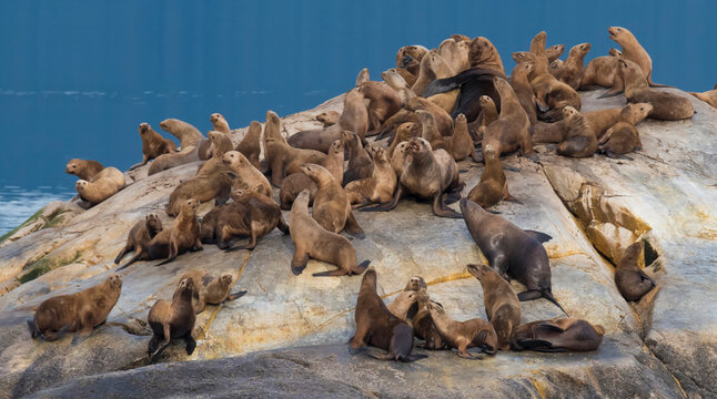 Large male and his harem of Steller Sea Lions relaxing on a rock islet, Alaska, USA