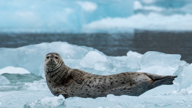Harbor seal looks at the camera at South Sawyer Glacier, Alaska, USA