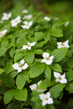 Close-up of Canadian bunchberry plant in bloom, a species of flowering plant in the Cornaceae dogwood family, native to eastern Asia, found also in Alaska; Alaska, United States of America