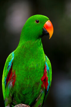 Portrait of a male Eclectus parrot (Eclectus roratus); Australia