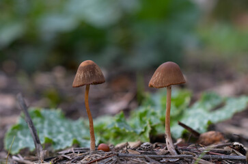 Mushroom explosion in Northern California 