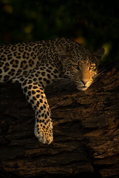 Portrait of a female leopard (Panthera pardus) lying on a thick tree branch, letting her front leg dangle down in Chobe National Park; Chobe, Botswana