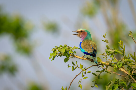 Portrait of a lilac-breasted roller (Coracias caudatus), perched on a branch, squawking on a bush in Chobe National Park; Chobe, Botswana