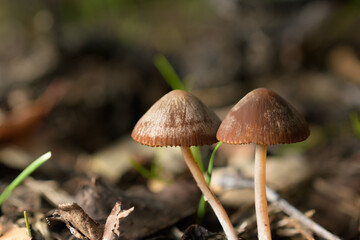 Mushroom explosion in Northern California 