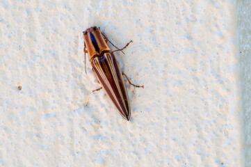 beautiful insect on the wall