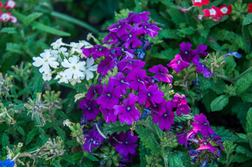 flowers in the garden