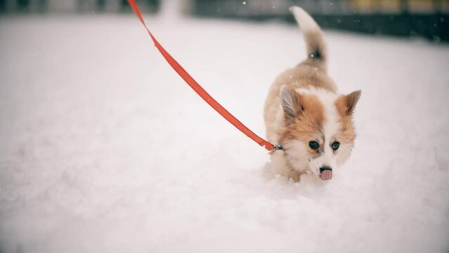 Cute fluffy corgi puppy shaking and running at winter snowy park Welsh corgi pembroke with white snow outdoors