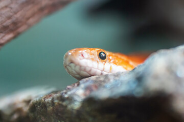 Close-up portrait of a beautiful corn snake on a stone