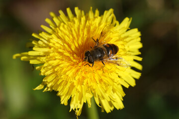 Male hoverfly, common drone fly Eristalis tenax, family Syrphidae. On a flower of common dandelion,...