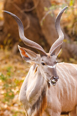 Large Kudu bull  in Kruger National Park