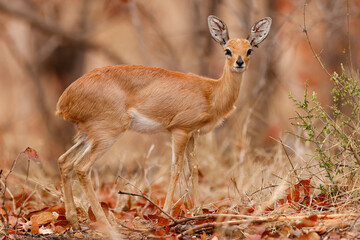 Steenbok (Raphicerus campestris) in Kruger National Park