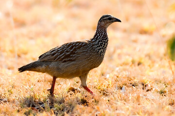 Crested Francolin (Ortygornis sephaena) (Bospatrys) in Kruger National Park
