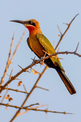 White-fronted bee-eater (Merops bullockoides)(Rooikeelbyvreter) in Kruger National Park