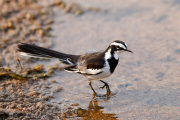 African Pied Wagtail (Motacilla aguimp) (Bontkwikkie) in the Kruger National Park
