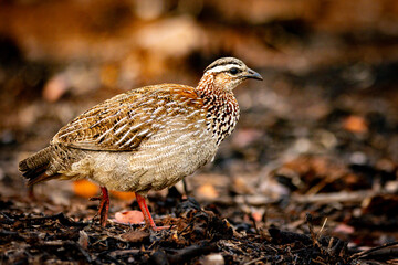 Crested Francolin (Ortygornis sephaena) (Bospatrys) in Kruger National Park