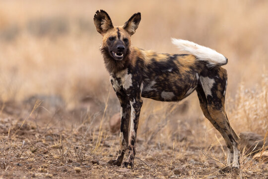 African Wild Dog (painted dog) (Lycaon pictus) in Kruger National Park
