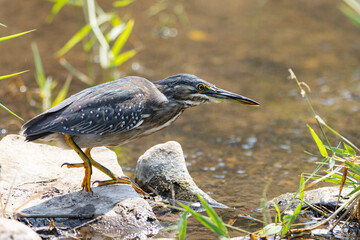 Striated Heron at Otter bridge (Groenrugreier) (Butorides striata) in Kruger National Park
