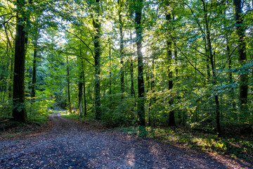 Licht und Schatten auf dem Waldweg