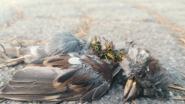 Wasps eats a dead sparrow lying on the street sidewalk. The concept of the food cycle, food chains in nature, forest orderlies, biomass purifiers, biosystems. Scavengers eats
