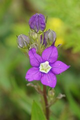 Obraz premium Close up on the colorful brilliant purple flower of the annual looking glass or large Venus's-looking-glass, Legousia speculum-veneris