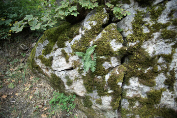 Mossy stones in the mountainous region of Tuscany, Italy