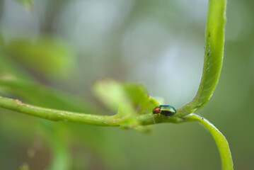 a closeup shot of a green orange bug on a branch with blurred background