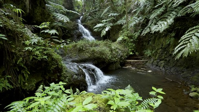 Cinematic gimbal shot of lush vegetation in tropical rainforest in Hilo in Hawaii Island, USA