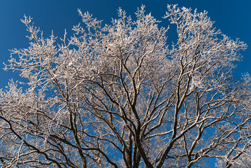 Drzewo pokryte śniegiem na tle zimowego nieba
