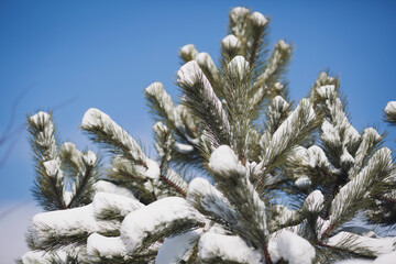 Pine branch covered with snow in winter day. Snow covers the branches of a lodgepole pine tree. Beautiful winter landscape. Fir tree covered snow on blue sky background. 